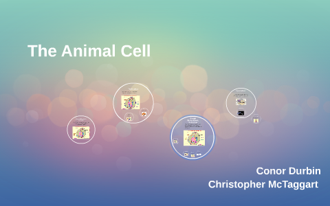 The Animal Cell by Christopher McTaggart on Prezi