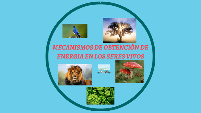 Mecanismos De Obtencion De Energia De Los Seres Vivos By Ferney Herrera Cubillos On Prezi 9642