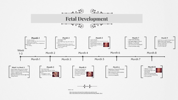 Fetal Development by Hannah Robertson on Prezi
