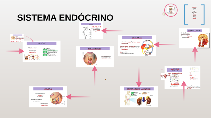 Trabalho Sistema Endócrino by Felipe Mello