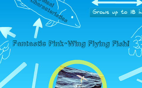 Pink Winged Flying Fish by Clio P. on Prezi