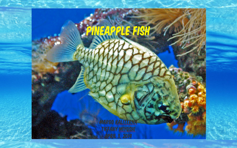 pineapple fish