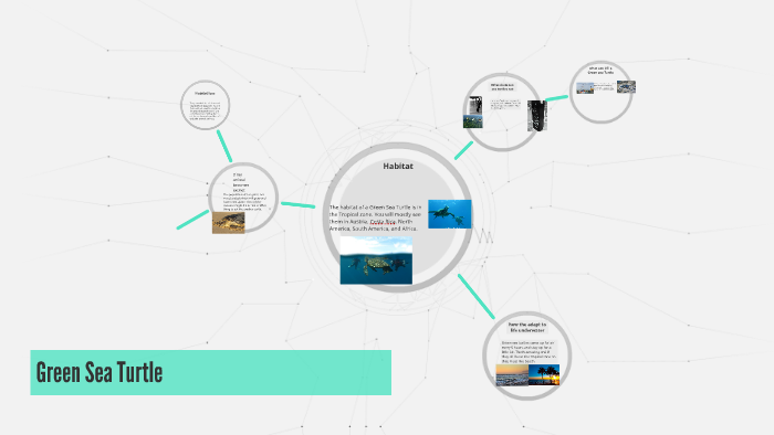 Green Sea Turtle by Drew C on Prezi