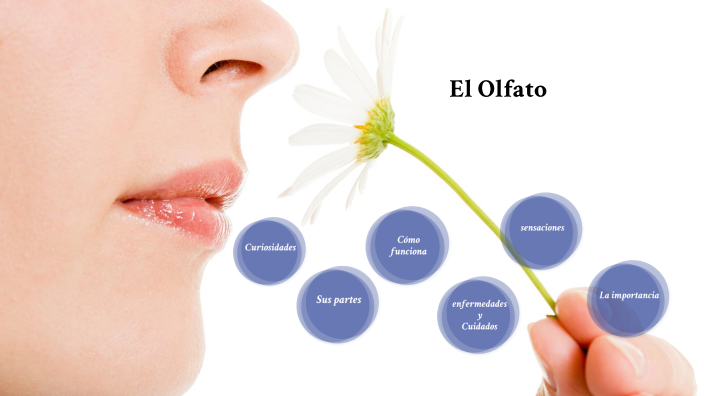 El Olfato by JORGE RESTREPO on Prezi