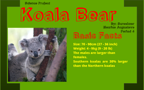 Koala Bear Facts - Animal Facts Encyclopedia