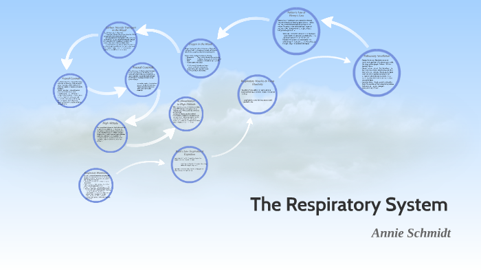 The Respiratory System by Annie Schmidt on Prezi
