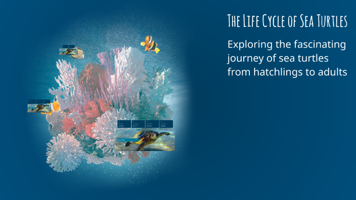 The Life Cycle of Sea Turtles by Jesse Warner on Prezi