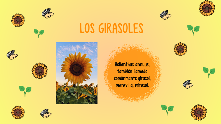 LOS GIRASOLES by Yuliana Reyna Lujan