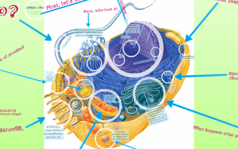 Animal Cell by patricia ahn on Prezi