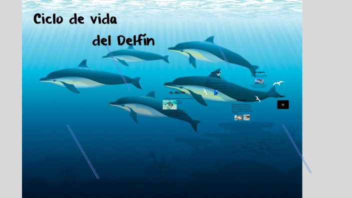 Ciclo De Vida Del Delfin 6750