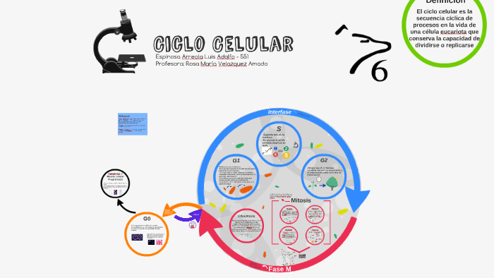 Ciclo Celular by luis espinosa on Prezi