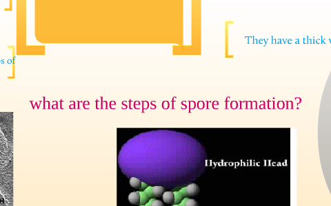 spore formation