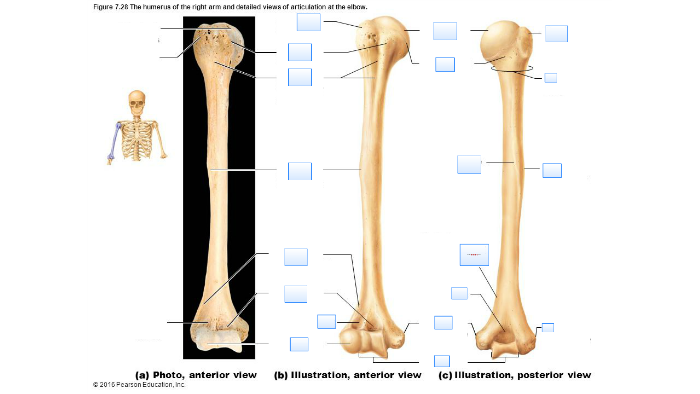 Humerus of right arm by Anastasia Sweet on Prezi