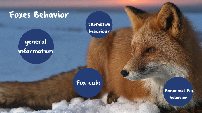 Unlocking The Secrets Fox Traits In Human Behavior - 3by9166