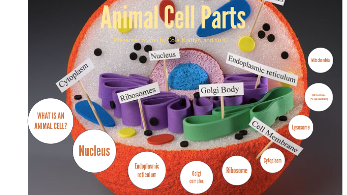 Animal Cell Presentation by Kaitlyn Tokunaga on Prezi