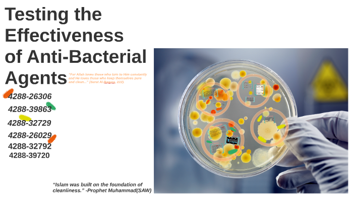 Testing The Effectiveness Of Anti-Bacterial Agents By Zainab Mian On Prezi