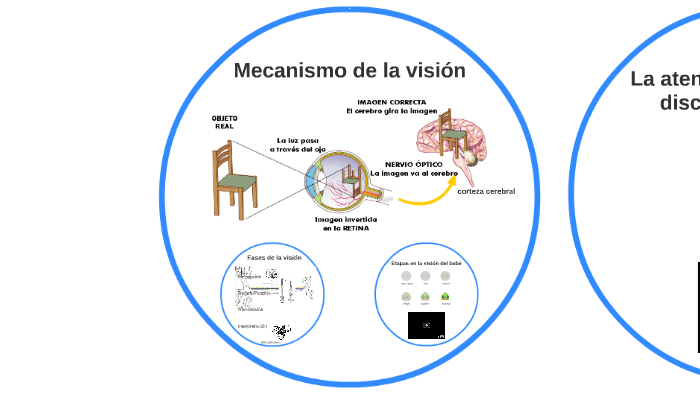 Mecanismo De La Visión By On Prezi Next 0654