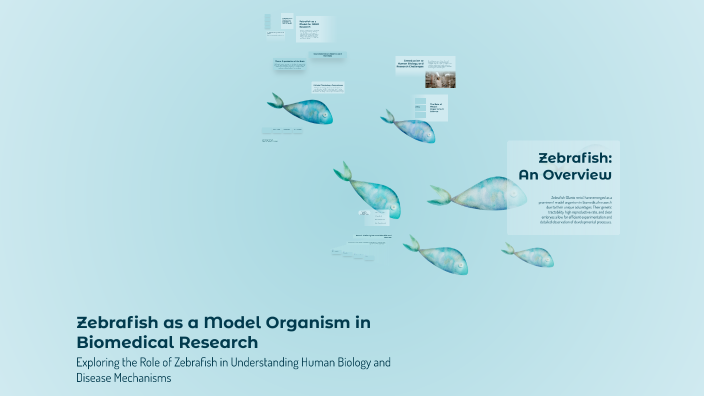 Zebrafish as a Model Organism in Biomedical Research by Fasna P F on Prezi