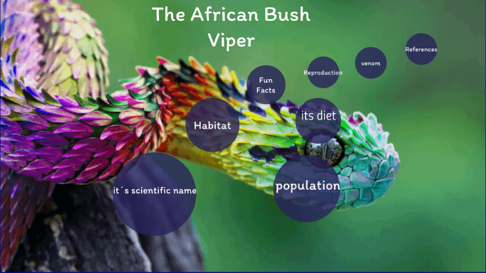 purple african bush viper