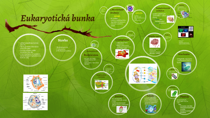Eukaryotická bunka by Kristína Pavlíčková on Prezi