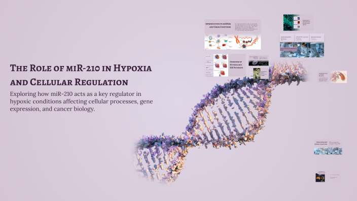 The Role of miR-210 in Hypoxia and Cellular Regulation by Ameer Taradah ...