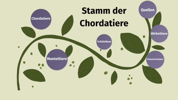 Stamm Der Chordatiere Und Stammbaum Der Wirbeltiere By Nico Stucki On Prezi stamm-der-chordatiere-und-stammbaum-der-wirbeltiere-by-nico-stucki-on-prezi