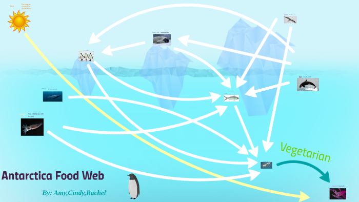 Antarctica Food Web by rachel le on Prezi