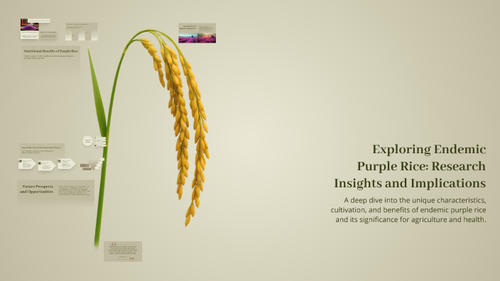 Purple Rice Infographic Exploring Endemic Purple Rice: Research Insights and Implications by ...
