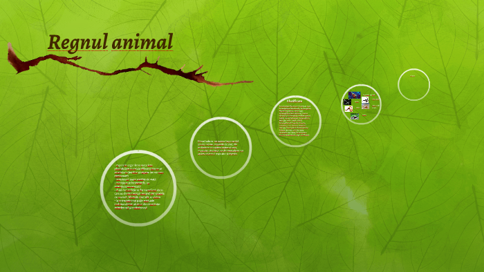 Regnul Animal By Lucia Donosa On Prezi