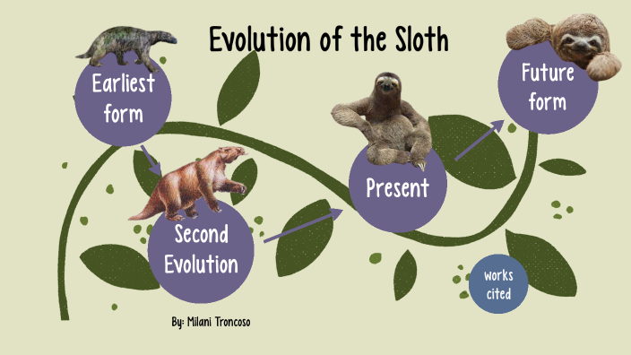 The Evolutionary Link Between Sloths And Marsupials You Won T Believe It - 8hrp1j4
