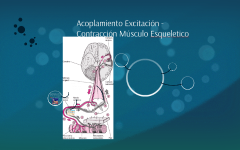 Acoplamiento Excitación -Contracción Músculo Esqueletico by melissa ...