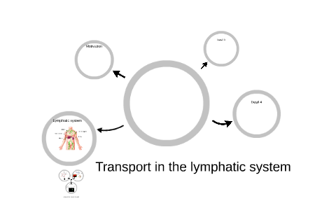 Transport in the lymphatic system by Cristina Quilez Lopez on Prezi