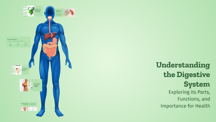 Understanding the Digestive System by Renzo Emberador on Prezi