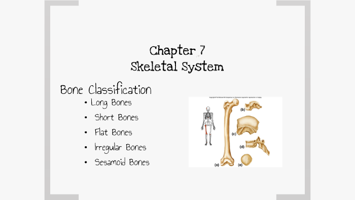 Chapter 7 Skeletal System By Leah Glovich 4904