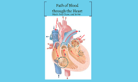 Path Of Blood Through The Heart By Mitchell Jackowski
