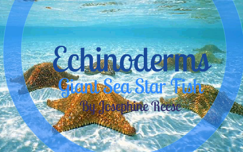 Echinoderms by Josephine Reese on Prezi