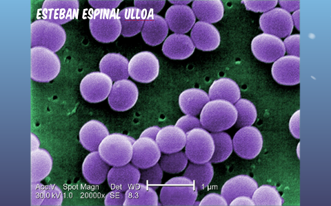 Staphylococcus Aureus by Esteban Espinal