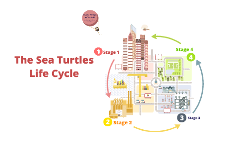 The sea turtles life cycle by Sarah Day on Prezi