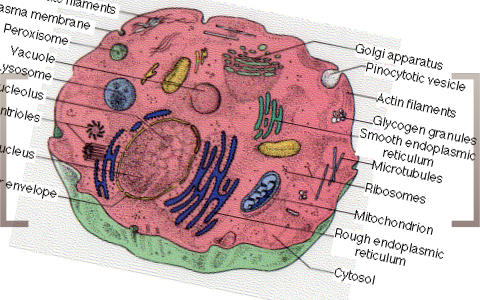 Animal Cell Metaphor By Ashley Bell