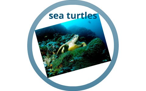 sea turtles by L Woodward on Prezi