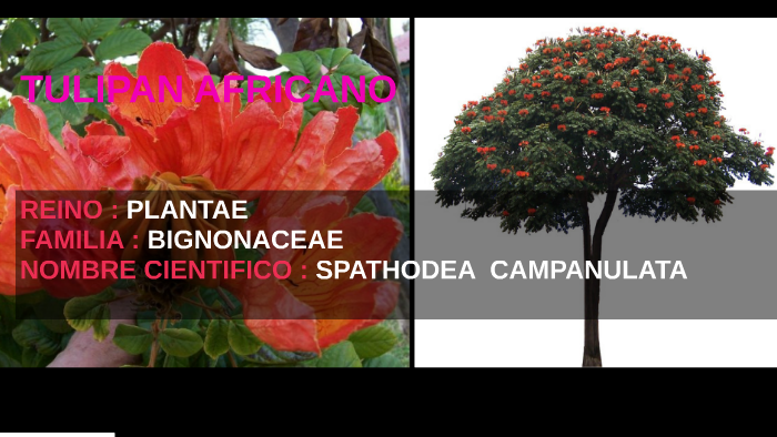 TULIPAN AFRICANO by leidy moreno on Prezi Next