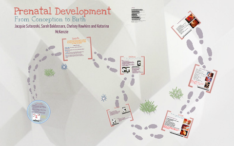 Prenatal Development by Katarina McKenzie on Prezi