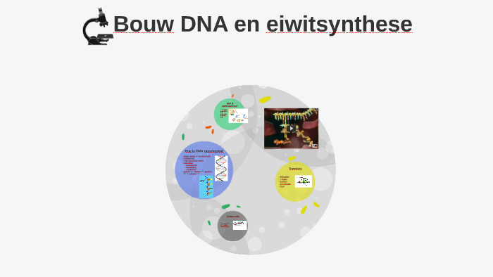 Wat is eiwitsynthese? by Giel Verberne on Prezi