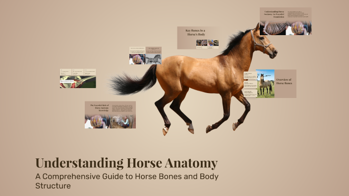 Understanding Horse Anatomy By Natalie Bentz On Prezi