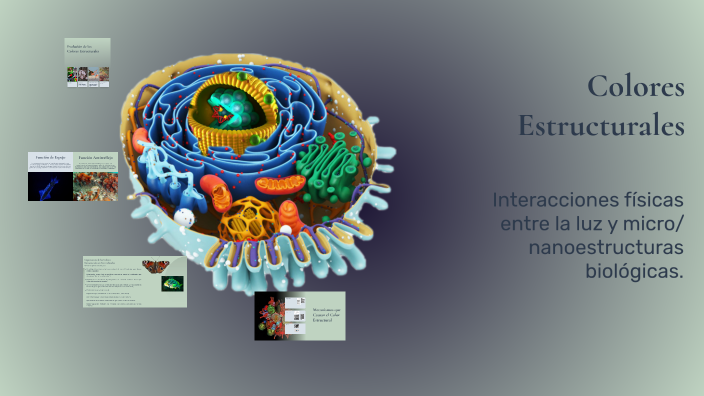 Color Estructural Colores Estructurales 2 by Romané Moraes on Prezi