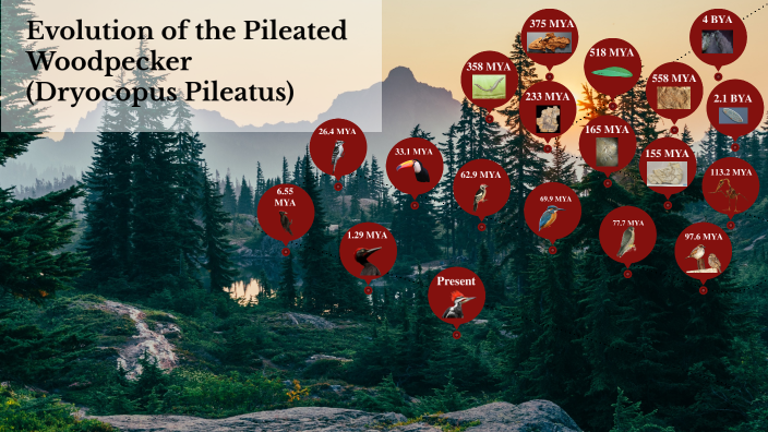 Evolution of Pileated Woodpecker by Ken Bennett on Prezi