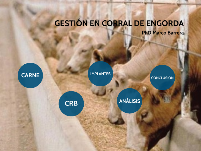 GESTIÓN EN CORRAL DE ENGORDA by Marco Barrera on Prezi