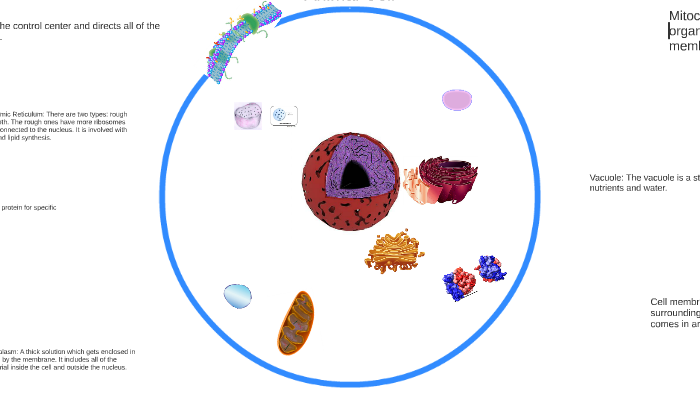 Animal Cell by harris athwal on Prezi
