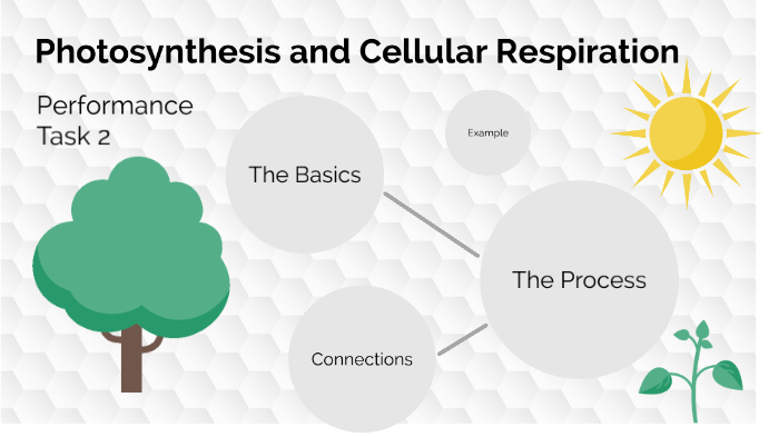 Photosynthesis and Cell Respiration Performance Task by Bailey Freeman ...