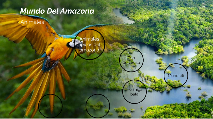Mundo del amazona by Juan Carlos Silva Guarnizo on Prezi